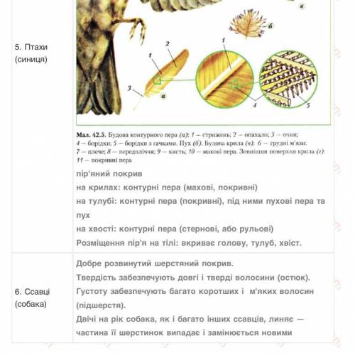 спільні та відмінні риси скелетів земноводного(окуня), риби(жаби), плазуна(ящірки), птаха(голуба), с