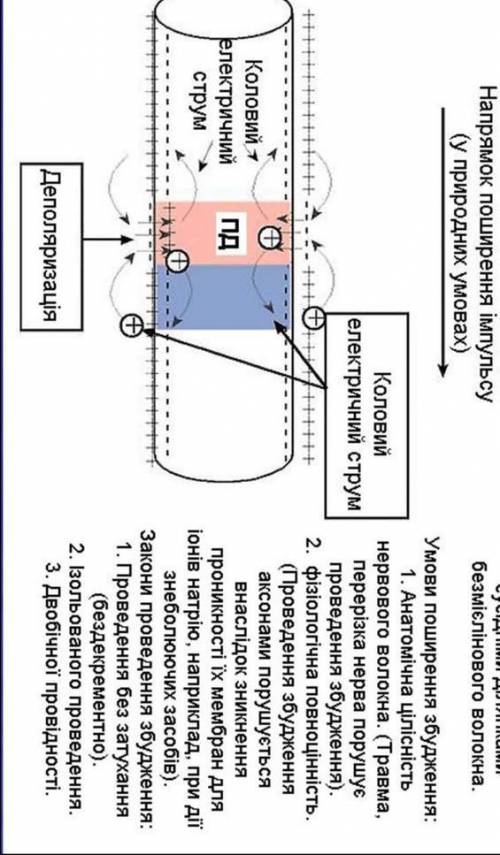 3. Чим обумовлена здатність нервового волокна до ізольованого проведення збудження? а) наявністю обо