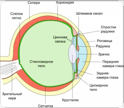 составить схему прохождения луча через структуры глаза и т.д. до появления зрительных ощущений в гол