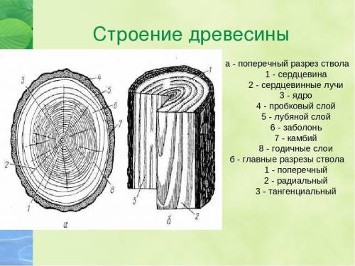 Древесинакакие у нее особенности строение, и какие функцииHellp​