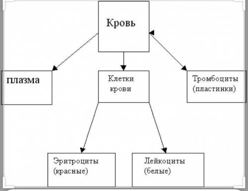 3. Опишите пути транспорта веществ у животных, на примере млекопитающего (человека)