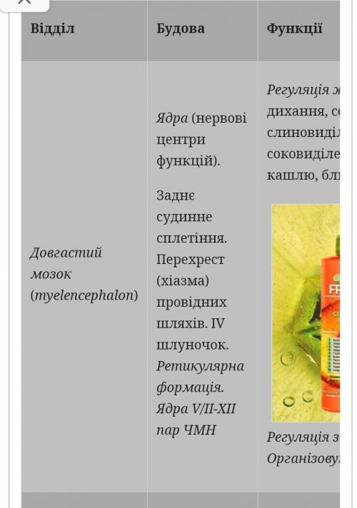 визначте залежність будови окремих структур головного мозку від виконуваних функцій ​