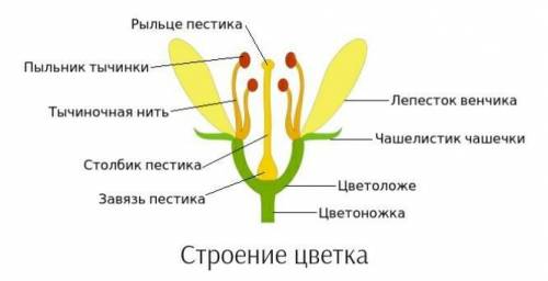 Опишите особенности основных структурных частей цветка для опыления цветков Студент говорит: «Цветы