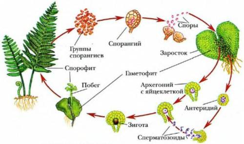 с тестом по биологии ​