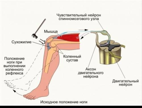 1. Посадить одного из учеников на стул. Предложить ему поло- ожить ногу на ногу.2. Резиновым молоточ