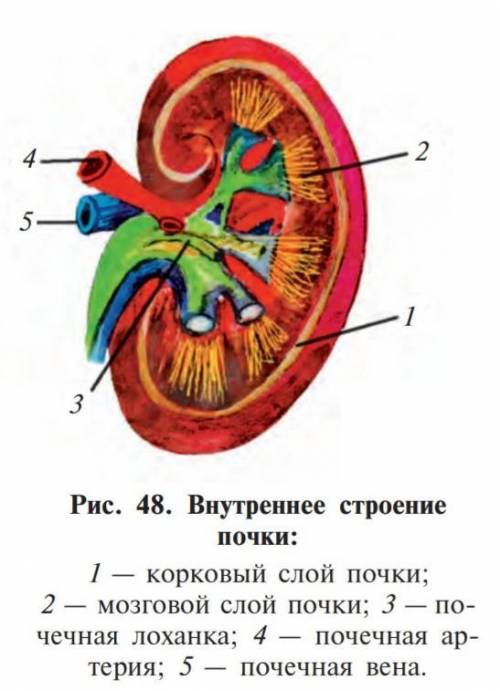 на 1 и 2 вопрос заранее ❤❤❤​