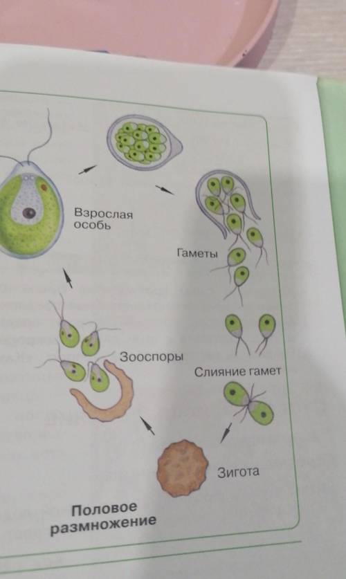 Составить схему размножение водорослей половым путём