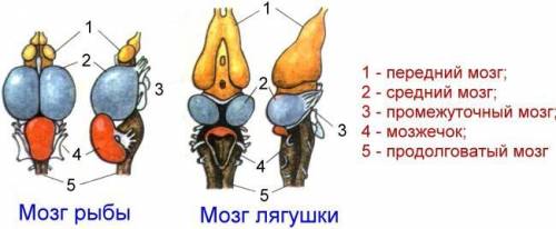 , 7 класс биология тема 《внешнее и внутреннее строение земноводних》​