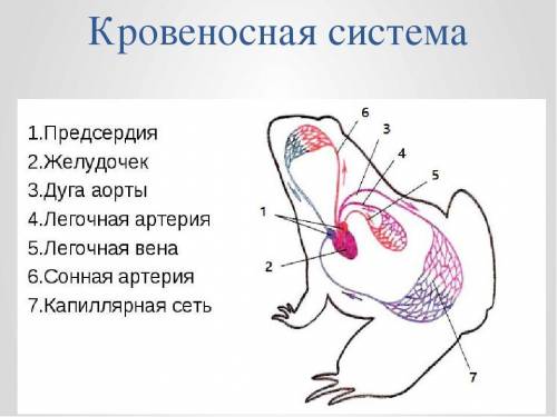 , 7 класс биология тема 《внешнее и внутреннее строение земноводних》​