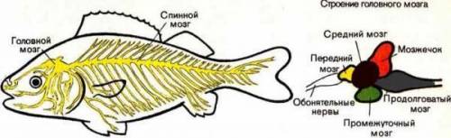 , 7 класс биология тема 《внешнее и внутреннее строение земноводних》​