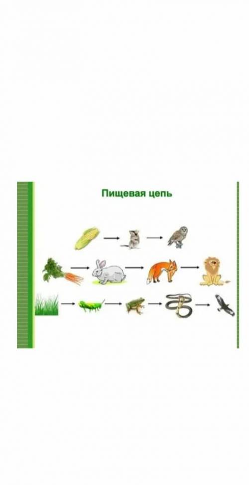 Составь пищевую цепь из четырех звеньев двумя из компонентов является млекопитающие