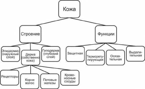 БИОЛОГИЯ. Составить кластер. На листе бумаги, в центре ключевое слово «кожа», а от него в разных нап