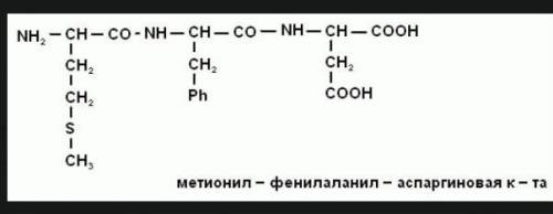 . Нужно составить трипептид из аминокислот: цистеин, фенилаланин, глутамин. Дать название данному тр