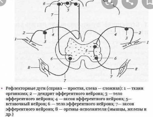 Посмотрите на картинку. Опишите распространение нервных импульсов по рефлекторной дуге.​