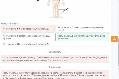 Строение скелета человека Используя рисунок, определи верные утверждения о строении скелета.Верных о