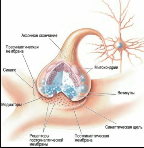 Яку будову має синапс​?які вони бувають?