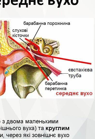 Чим заповнена порожнина середнього вуха?​