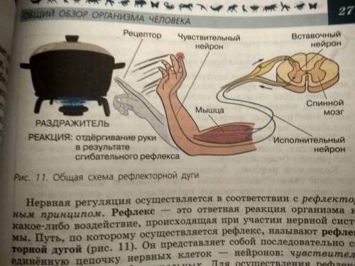 5 (а)Рассмотрите рисунок, ответьте на вопросы: 1.Какой нейрон изображен под цифрой 3?2.Назовите функ