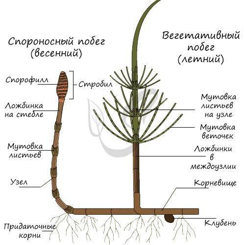 Какое строение имеет хвощи​