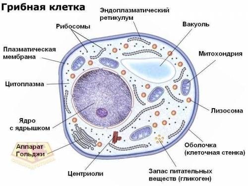 по естествознанию СОЧ 1 задание