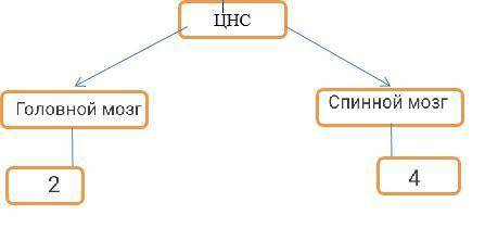 Центральная нервная система делится на два отдела. Дополните схему и дайте характеристику типам ЦНС