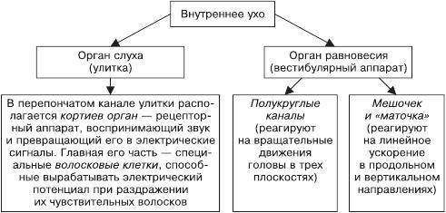 Задание № 2. Определите последовательность перемещения пищи, поступившей в пищеварительную систему ч