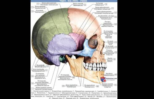 Топография черепа. Весь череп. Всем привет по анатомии