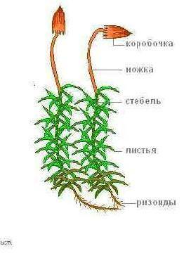 А какой строение и окраска листьев у мха кукушкин лён?