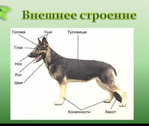 Рассмотрите строение собаки и назвать основные его части​