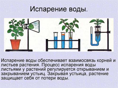 (а) Какаю функцию позволяют изучить у растений данные опыты? [1] (b) Объясните, какие вещества выдел