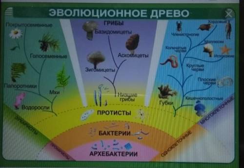 Кратко охарактеризуйте основные этапы филогенеза растений на земле​