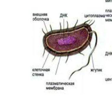 Распишите что есть что прокариот ,