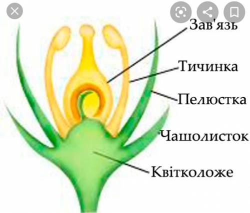 Укажите части цветка и расскажите об их функциях. ​