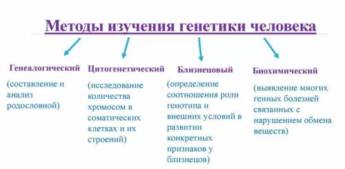 Биология, 7 класс, 4 четверть, сор. Методы изучения генетики человека. быстрее через пару минут сдав