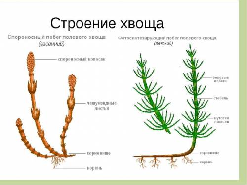 Опишите растения изображённые на рисунке Назовите каждую часть​