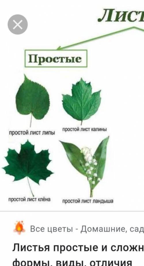 1. Простые листья. Формы простых листьев по сочетанию длины и ширины листа.