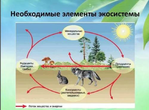 На рисунке представлена схема экосистемы . обозначь все ее компоненты ​