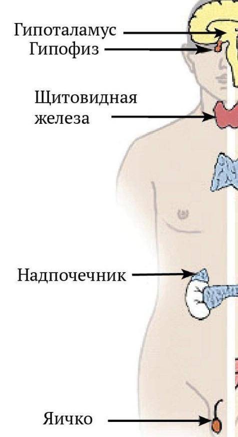 ЭНДОКРИННАЯ СИСТЕМА ЧЕЛОВЕКА ​