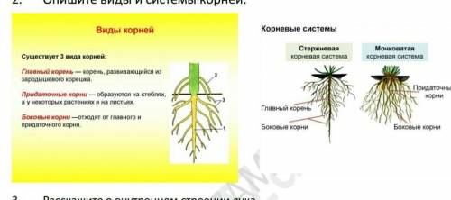 Используя гербарий и растения, определите типы их корней ​