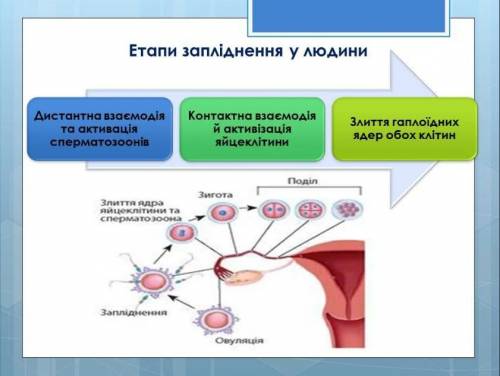 Потрібне важке питання по темі: Суть та біологічне значення запліднення або Ембріогенез людини​