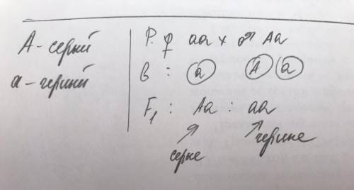 У мухи дрозофилы ген серой окраски тела детерминирует над геном черной окраски. Черная самка скрещен