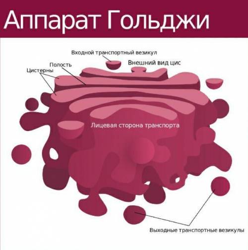 Клеточная структура накапливающая продукты реакций синтеза носит название