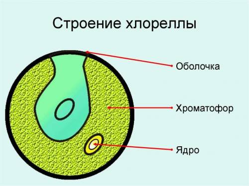 сравните строение и процессы жизнилеятельности хлореллы и столбнячной палочки, найдите 2 сходства и