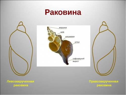 1. Розгляньте мушлю ставковика (чи іншого черевоногого молюска). Визначте її колір і виміряйте довжи