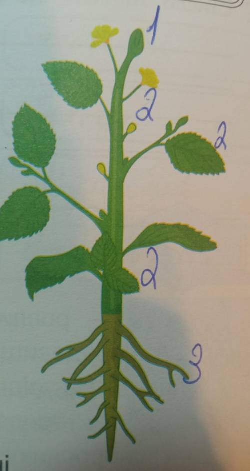 Познач на рисунку відповідними цифрами місця розташування меристем різних видів верхівко- вих (1), б