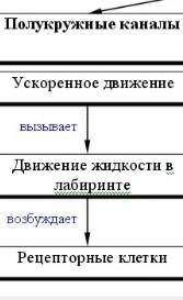 Конспект на тему органы равновесия