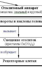 Конспект на тему органы равновесия