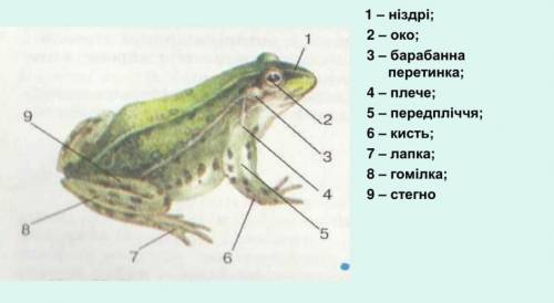 Визначте назви позначення на малюнку основних елементів зовнішньої будови жаби.