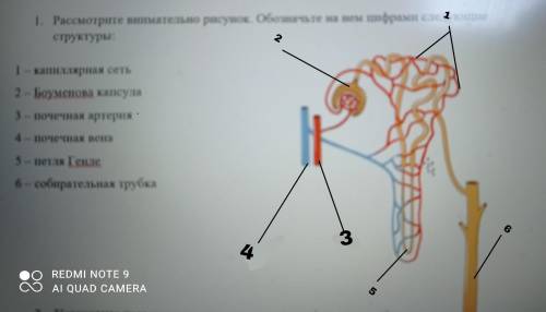 1. Рассмотрите внимательно рисунок. Обозначьте на нем цифрами следующие структуры: 1 — капиллярная с