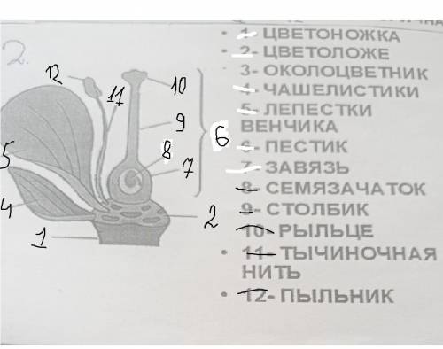 . О. 1- ЦВЕТОНОЖКА 2- ЦВЕТОЛОЖЕ 3- ОКОЛОЦВЕТНИК 4. ЧАШЕЛИСТИКИ 5- ЛЕПЕСТКИ ВЕНЧИКА 6- ПЕСТИК 7- ЗАВЯ